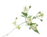 Biela lesná réva - (Clematis)