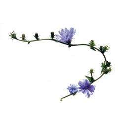 Dr. Bach Esence Chicory 20 ml