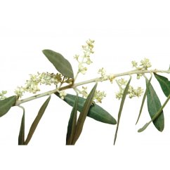 Dr. Bach Esence Olive 20 ml bioregal1