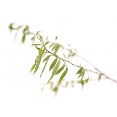 Dr. Bach Esence Willow 20 ml