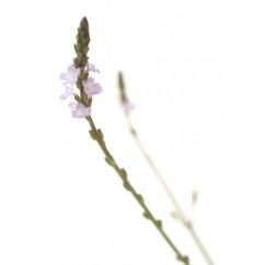 Dr. Bach Esence Vervain 20 ml