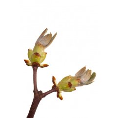 Dr. Bach Esence Chestnut Bud 20 ml