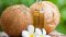 Kokosový Olej - Cocos Nucifera Oil
