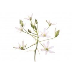Dr. Bach Esence Star of Bethlehem 20 ml bioregal1 Dr. Bach Esence Star of Bethlehem 20 ml bioregal1