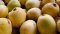Marula - Sclerocarya Birrea