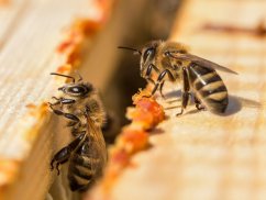 BEWIT® PRAWTEIN® PROPOLIS MAX