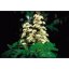 Dr. Bach Esence White Chestnut 20 ml