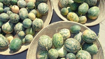 Kalahari melón
