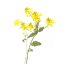 Dr. Bach Esence Mustard 20 ml bioregal1 Dr. Bach Esence Mustard 20 ml bioregal1