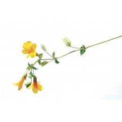 Dr. Bach Esence Mimulus 20 ml bioregal1