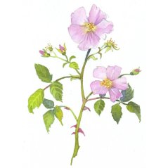 Dr. Bach Esence Wild Rose 20 ml