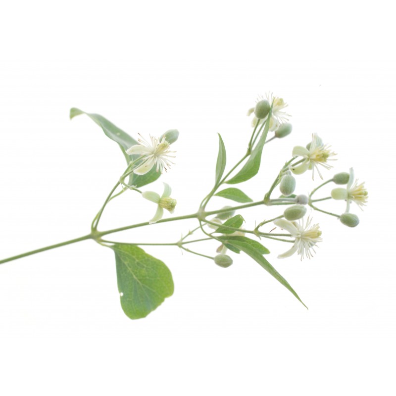 Dr. Bach Esence Clematis 20 ml