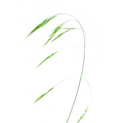 Dr. Bach Esence Wild Oat 20 ml