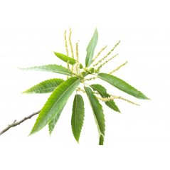 Dr. Bach Esence Sweet Chestnut 20 ml