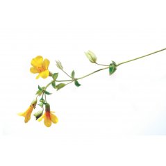 Dr. Bach Esence Mimulus 20 ml bioregal1 Dr. Bach Esence Mimulus 20 ml bioregal1