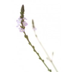 Dr. Bach Esence Vervain 20 ml