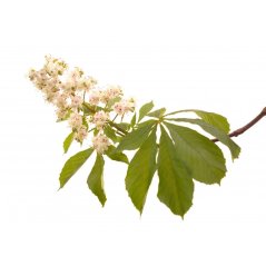 Dr. Bach Esence White Chestnut 20 ml