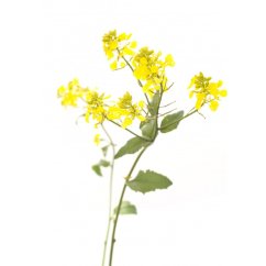 Dr. Bach Esence Mustard 20 ml bioregal1