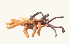 SupraMedex CORDYCEPS v rostlinných kapslích 60 kapslí