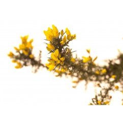 Dr. Bach Esence Gorse 20 ml