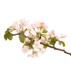 Dr. Bach Esence Crab Apple 20 ml