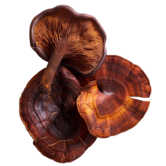 SupraMedex REISHI v rostlinných kapslích 60 kapslí