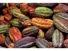 BEWIT® PRAWTEIN® REISHI PLUS
