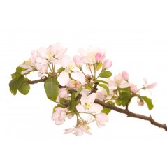 Dr. Bach Esence Crab Apple 20 ml