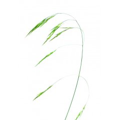 Dr. Bach Esence Wild Oat 20 ml