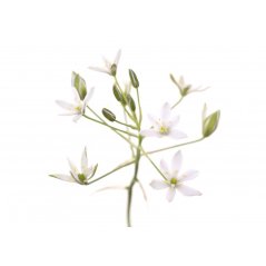 Dr. Bach Esence Star of Bethlehem 20 ml bioregal1 Dr. Bach Esence Star of Bethlehem 20 ml bioregal1