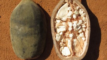 Baobab - Adansonia Digitata