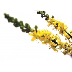 Dr. Bach Esence Agrimony 20 ml