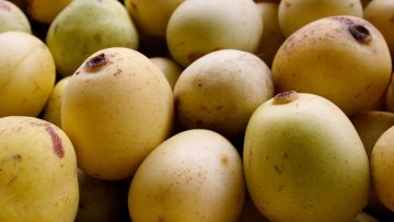 Marula - Sclerocarya Birrea