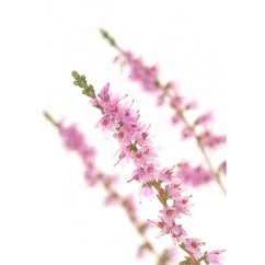 Dr. Bach Esence Heather 20 ml