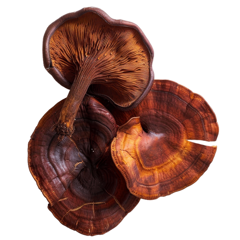 SupraMedex REISHI v rastlinných kapsuliach 60 kapsúl