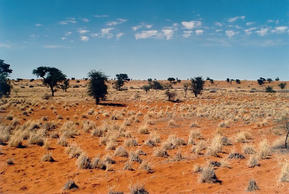 Kalahari meloun