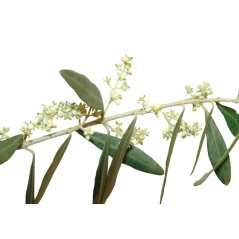 Dr. Bach Esence Olive 20 ml bioregal1