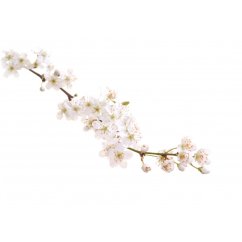 Dr. Bach Esence Cherry Plum 20 ml