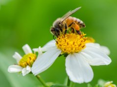 BEWIT® PRAWTEIN® POLLEN MAX